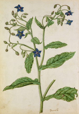 Borage: Borago officinalis, c.1568, by J.le Moyne de Morgue (c.1530-88)