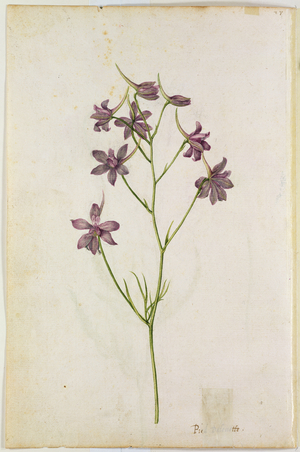 Delphinium ajacis, c.1568