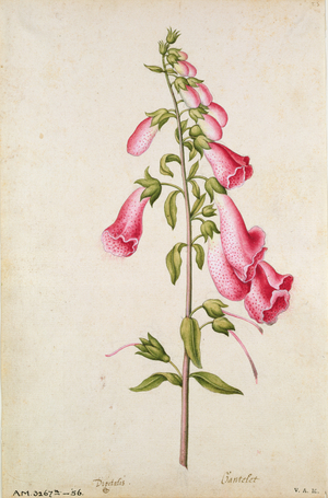Foxglove: Digitalis purpurea, c.1568, by J.le Moyne de Morgues (c.1530-88)