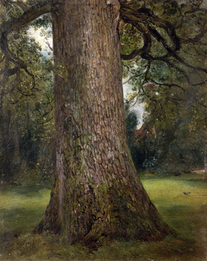 Study of the Trunk of an Elm Tree, c.1821 (oil on paper)