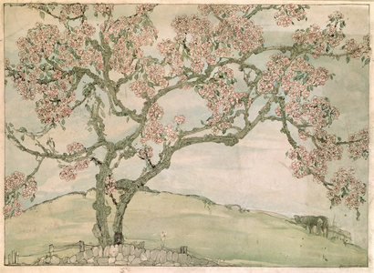Apple Blossom