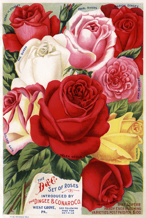 Advertisement for The Dingee & Conard Co. Set of Roses, printed by E.P. & L. Hestein Co., Philadelphia, c.1895 (colour litho)