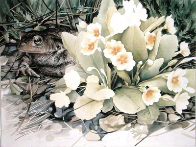 Toad with Primrose, 1989 (w/c on paper0