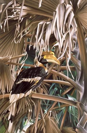 Hornbill, 1987 (w/c and acrylic on paper)