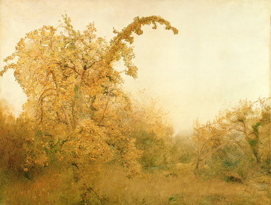 The Old Pear Tree (w/c on paper)