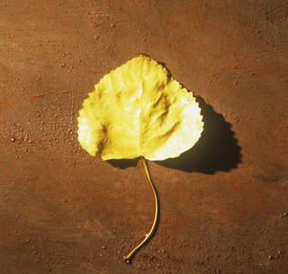 Yellow cottonwood tree leaf on ground (photograph)
