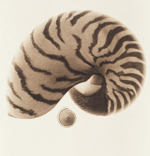 Two sea shells (black and white photograph)
