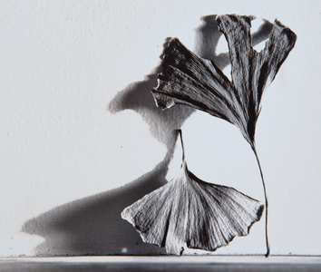 Dried Ginkgo Leaves (black and white photograph)