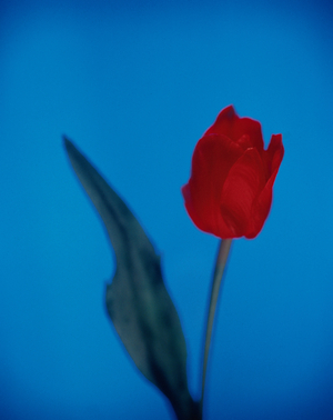 Red Tulip (photo)