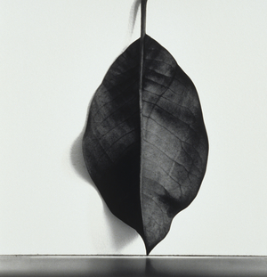 Beech leaf (black and white photograph)