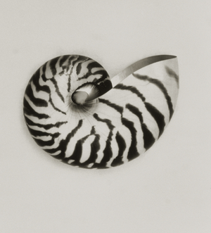Nautilus Shell (black and white photograph)