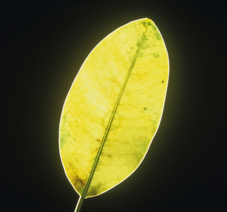 Yellow leaf on black background (photograph)
