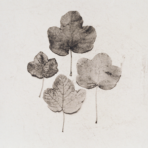 Four leaves on white background (black and white photograph)