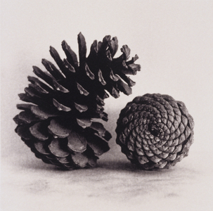 Two pine Cones (black and white photograph)