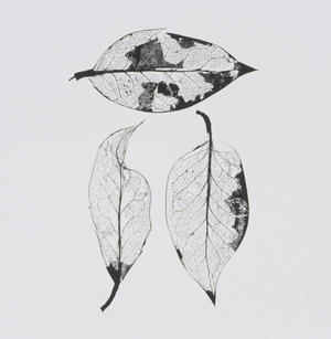 Three dried leaves (black and white photograph)