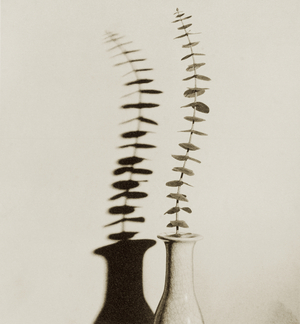 Eucalyptus Leaves in Vase (black and white photograph)