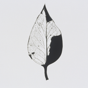 Single dried leaf (black and white photograph)