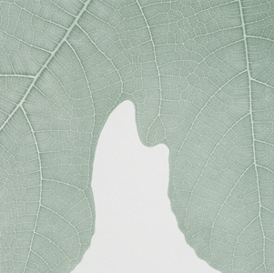 Part of leaf (photograph)