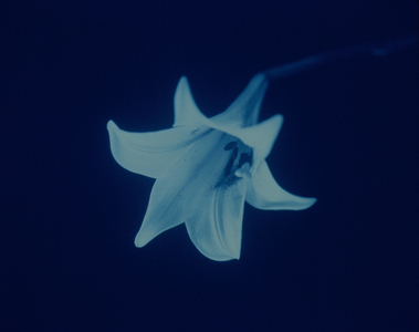 Cyanotype Lily (photo)