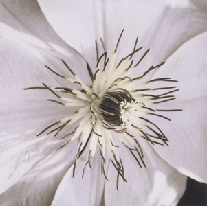 White flower (photograph)