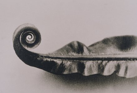 Fern Leaf (black and white photograph)