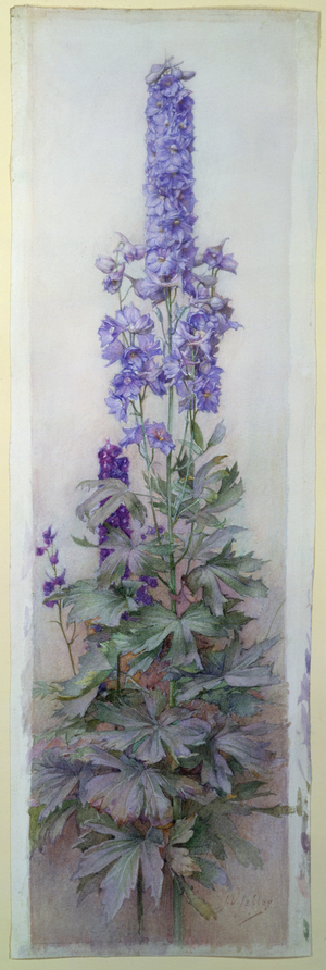 Delphiniums (w/c)