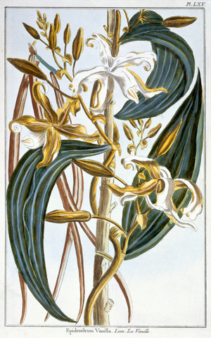 Vanilla pods, plate 65, from 'Collection Precieuse et Enluminee', Volume III (colour engraving)