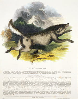 The Wolf (Canis lupus) educational illustration pub. by the Society for Promoting Christian Knowledge, 1843 (aquatint)