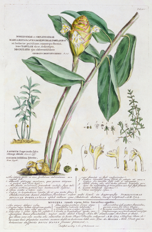 Zingiber latifolium and Amomum, 1754