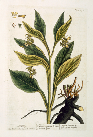 Red Chilli (colour engraving)