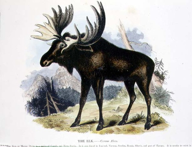 The Elk (Cervus alces) educational illustration pub. by the Society for Promoting Christian Knowledge, 1843 (aquatint)