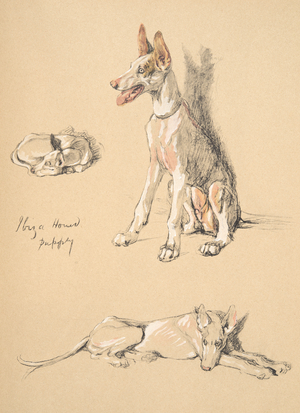Ibiza Hound Puppy , 1930, Illustrations from his Sketch Book used for 'Just Among Friends', Aldin, Cecil Charles Windsor (1870-1935), later Published by Eyre and Spottiswoode Limited, 1934, Chalk and Charcoal on paper