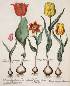 Tulips: 1.Tulipa lutea maculis rubens; 2.Tulipa aurei coloris; 3.Tulipa lutea prope calicem radis rubro; 4.Tulipa parte media viridibus signaturis, altera vero rubia; 5.Tulipa cx purpura rosea persica, from the 'Hortus Eystettensis' by Basil Besler (1561-1629), pub. 1613 (engraving)
