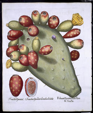 Folium Opuntia from 'Hortus Eystettensis' by Basil Besler (1561-1629) pub. 1613 (hand coloured engraving)