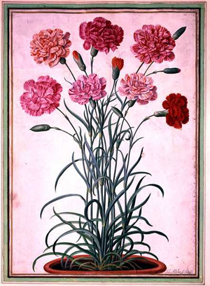 Carnations growing from a pot, plate 25 from the Nassau Florilegium (w/c on paper)