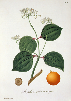 Strychnos nux vomica from 'Phytographie Medicale' by Joseph Roques (1772-1850), published in 1821 (engraving)