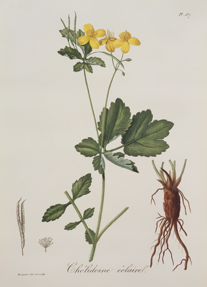 Celidonium Majus from 'Phytographie Medicale' by Joseph Roques (1772-1850), published in 1821 (engraving)