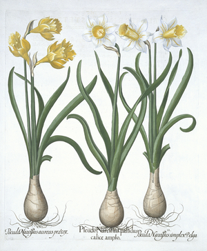 Three Pseudo-Narcissi, from 'Hortus Eystettensis', by Basil Besler (1561-1629) pub. 1613 (hand coloured engraving)