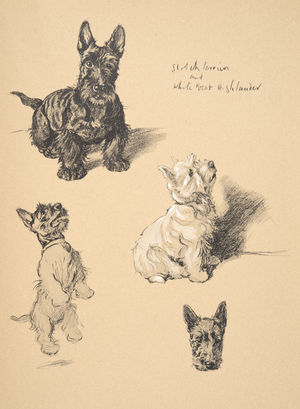 Scotch Terrier and White West Highlander, 1930, Illustrations from his Sketch Book used for 'Just Among Friends', Aldin, Cecil Charles Windsor (1870-1935), later published by Eyre and Spottiswoode Limited, 1934, Chalk and Charcoal on paper