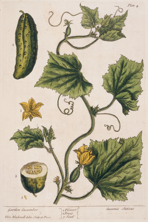 Garden Cucumber, plate 4 from 'A Curious Herbal', published 1782 (colour engraving)