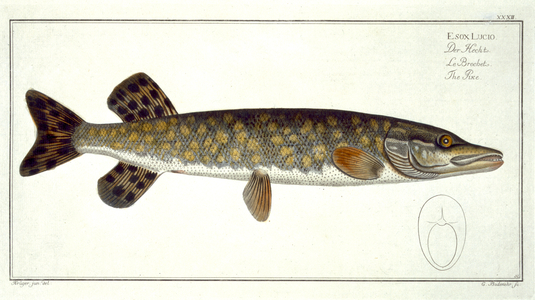 Pike (Esox Lucio) plate XXXII from 'Ichthyologie, ou histoire naturelle generale et particuliere des poissons', by Marcus Elieser Bloch (1723-99), engraved by Gabriel Bodenehr (1673-1766), published c.1785-99 (coloured engraving)