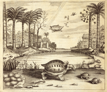 Turtle Eggs Hatching, from 'China Illustrated' by Athanasius Kircher (1601-80) 1667 (engraving)