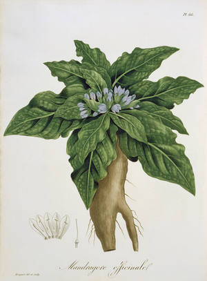 Mandragora Officinarum from 'Phytographie Medicale' by Joseph Roques (1772-1850), published in 1821 (engraving)