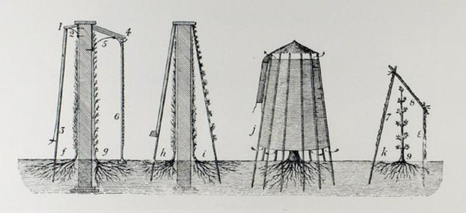 Protecting blossom from frost, from Thomas Mawson's 'The Art and Craft of Garden Making', published 1900 (engraving) (b/w photo)