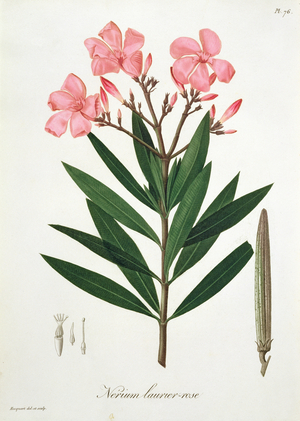 Oleander from 'Phytographie Medicale' by Joseph Roques (1772-1850), published in 1821 (engraving)