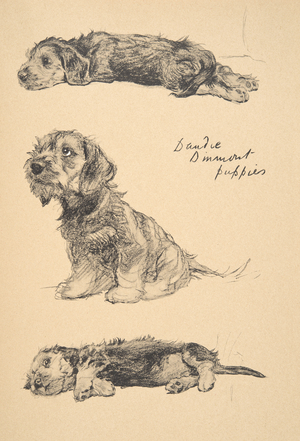 Dandie Dinmont Puppies, from 'Just Among Friends', 1930 (chalk & charcoal on paper)