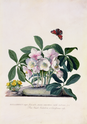 Christmas Rose (Helleborus niger) and Winter Aconite (Eranthis hyemalis) (gouache on vellum)