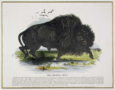 The American Bison, educational illustration pub. by the Society for Promoting Christian Knowledge, 1843 (coloured aquatint)
