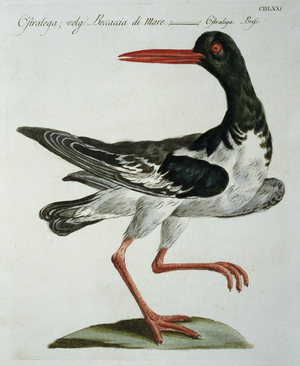 Oyster Catcher, c.1767-76 (hand coloured engraving)