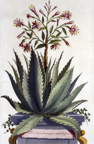 Aloe Serrata major umbellifera, from 'Phytographia Curiosa', published 1702 (coloured engraving)